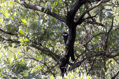 Cuculus clamosus clamosus