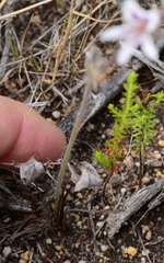 Pelargonium pilosellifolium