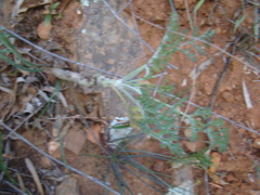 Pelargonium carnosum carnosum