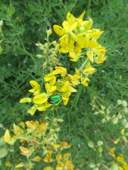 Crotalaria globifera