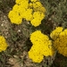 Achillea arabica - Photo (c) עומר וינר, some rights reserved (CC BY-NC), uploaded by עומר וינר