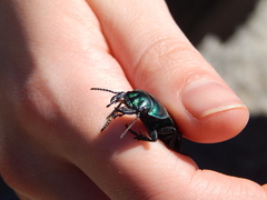 Pasimachus mexicanus