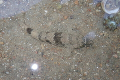 Psammogobius biocellatus