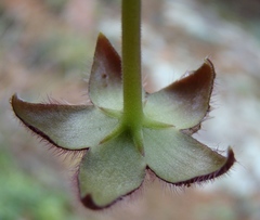 Stapelia paniculata scitula