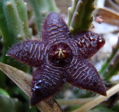 Stapelia paniculata scitula