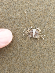 Nectocarcinus antarcticus