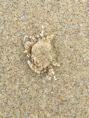 Nectocarcinus antarcticus