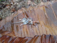 Tandonia kusceri