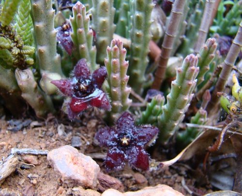 Gonostemon paniculatus (Willd.) P.V.Heath 2