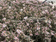Tympanocryptis petersi