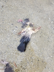 Columba livia domestica