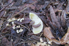 Tandonia kusceri
