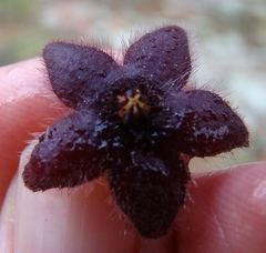 Stapelia paniculata scitula