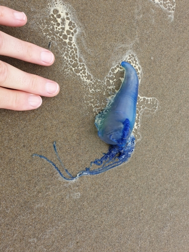 photo of Portuguese Man O' War (Physalia physalis)