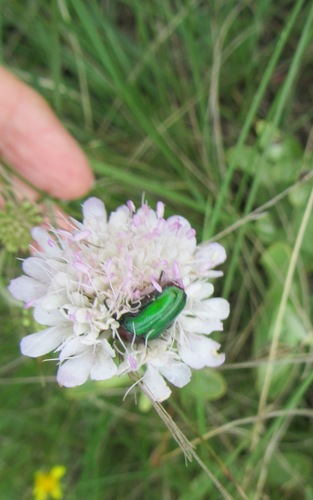 Scabiosa columbaria iNat (2)