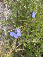 Comesperma sphaerocarpum