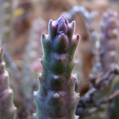 Stapelia paniculata scitula