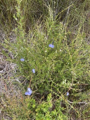 Comesperma sphaerocarpum