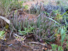 Stapelia paniculata scitula