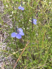 Comesperma sphaerocarpum