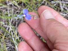 Comesperma sphaerocarpum