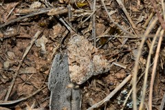 Dichromodes anelictis