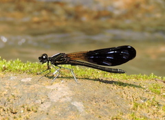 Aristocypha quadrimaculata