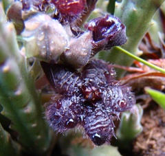 Stapelia paniculata scitula