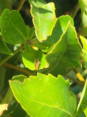 Pseudopanax colensoi
