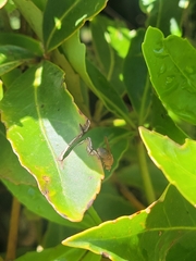 Pseudopanax colensoi