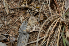 Dichromodes anelictis