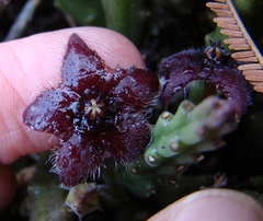 Stapelia paniculata scitula