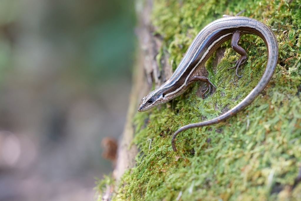 Moko Skink (Lizards of Aotearoa ) · iNaturalist