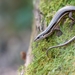Moko Skink - Photo (c) Blair, some rights reserved (CC BY-NC), uploaded by Blair