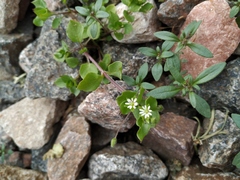 Stellaria media