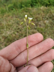 Cerastium semidecandrum