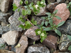 Stellaria media
