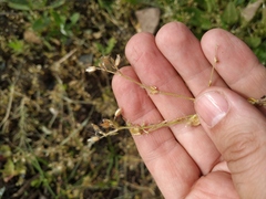 Cerastium semidecandrum