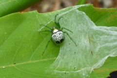 Bijoaraneus praesignis