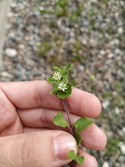 Stellaria media