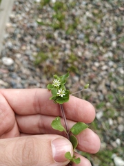 Stellaria media