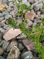 Galium spurium