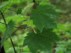 Acer ukurunduense