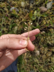 Cerastium semidecandrum