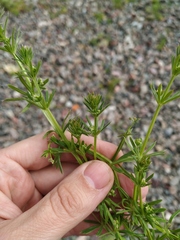 Galium spurium