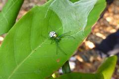 Bijoaraneus praesignis