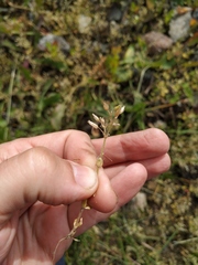 Cerastium semidecandrum