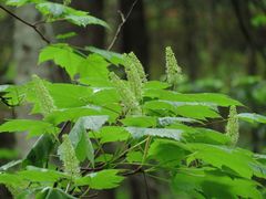 Acer ukurunduense