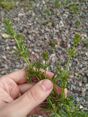 Galium spurium