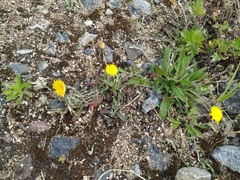 Pilosella officinarum